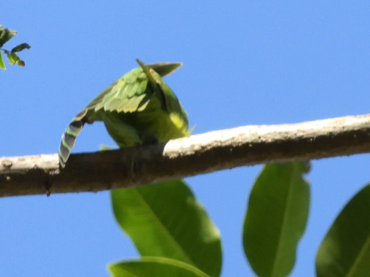 Meksika Serçe Papağanı (cyanopygius) - ML415976941