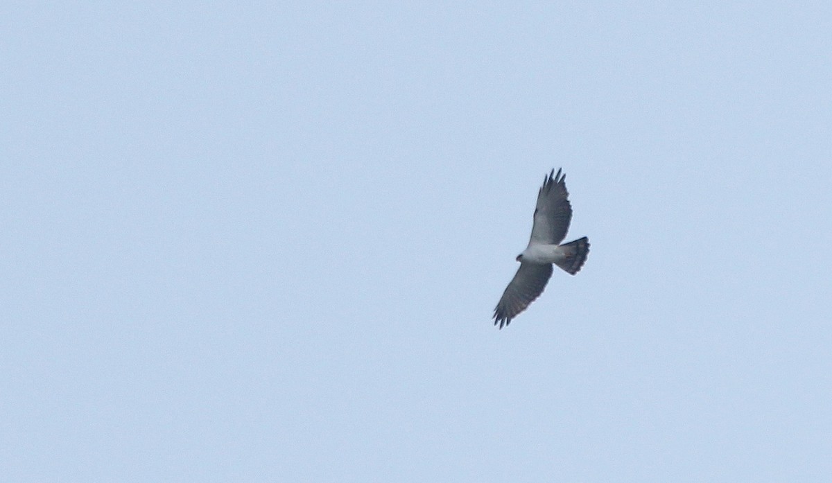 Black-and-white Hawk-Eagle - ML41597821