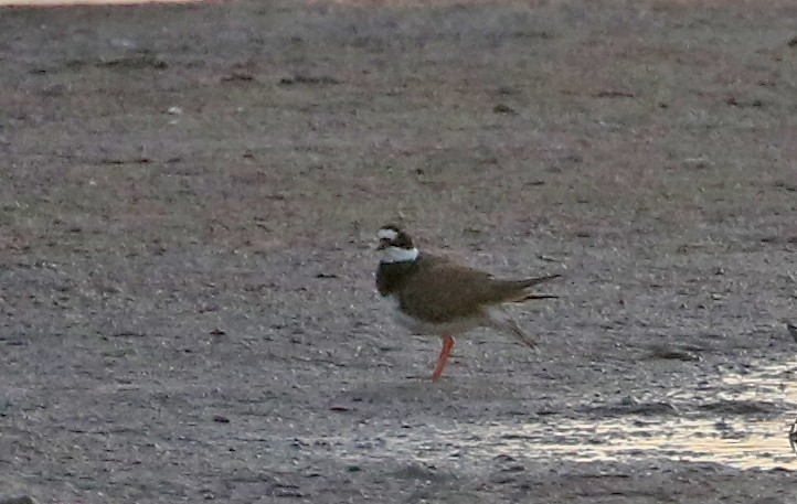 Common Ringed Plover - ML415987021