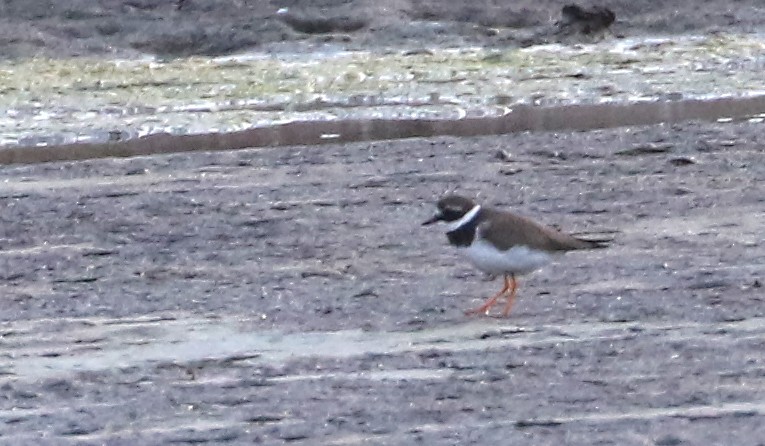 Common Ringed Plover - ML415987091