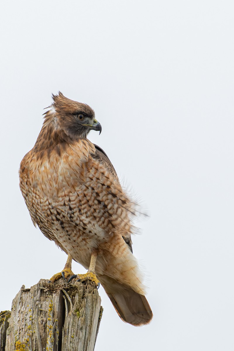 Red-tailed Hawk - William Hemstrom