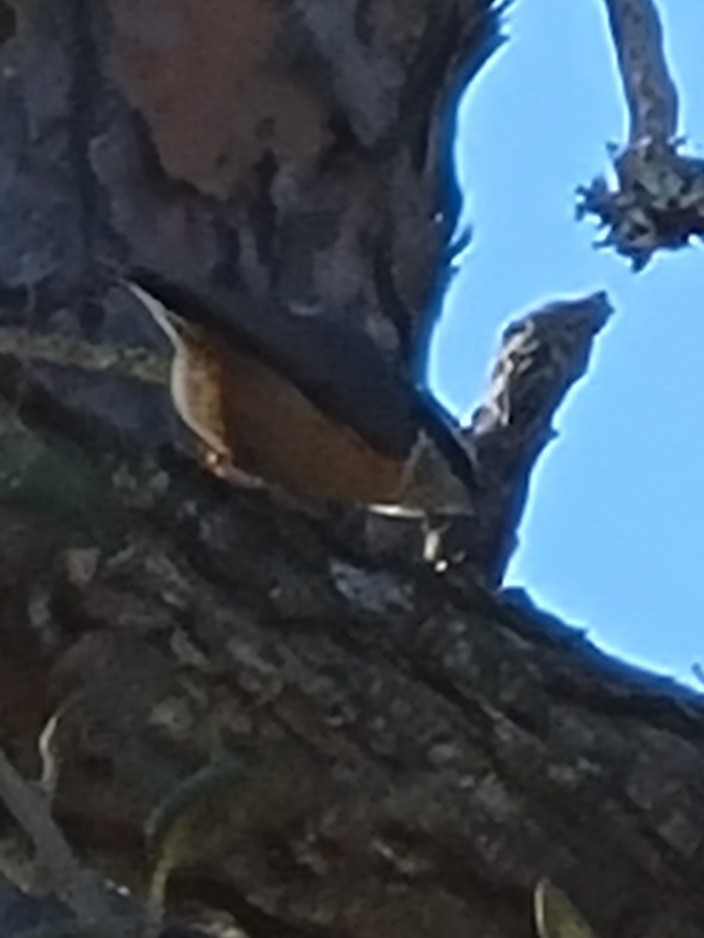 Red-breasted Nuthatch - ML415990661