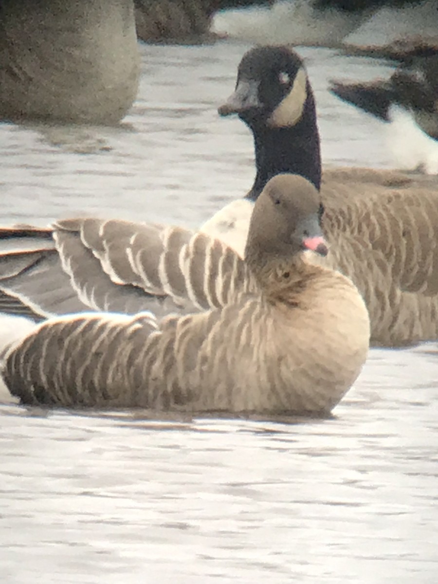 Pink-footed Goose - ML415991941