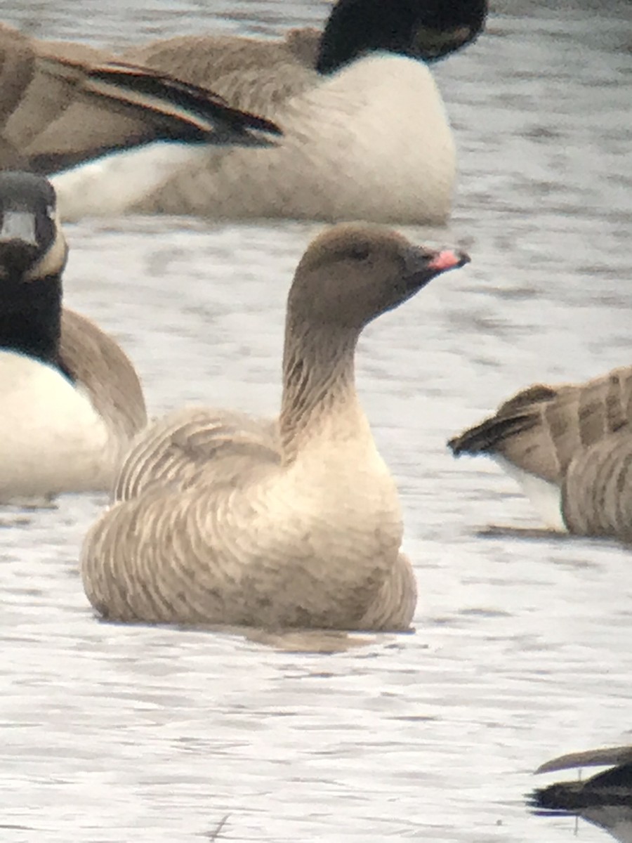 Pink-footed Goose - ML415992141