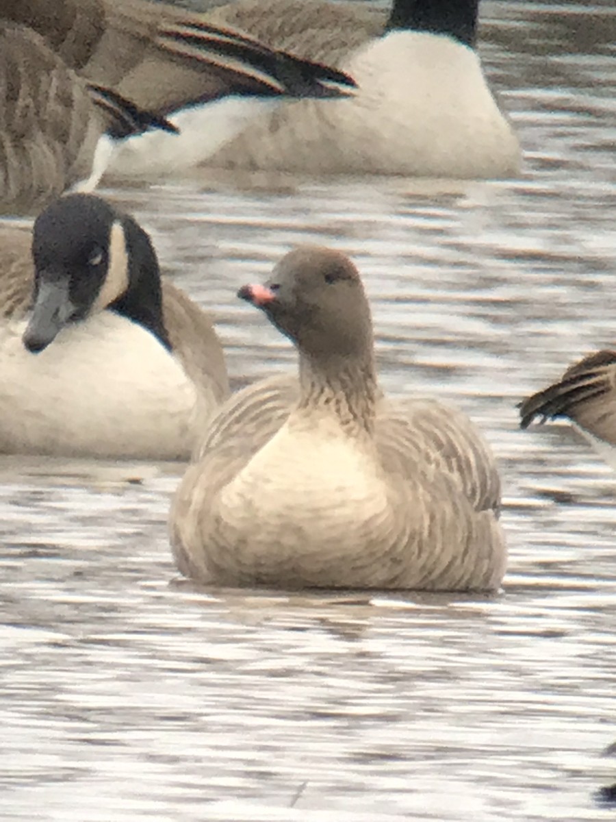 Pink-footed Goose - ML415992211