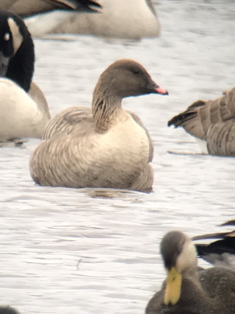 Pink-footed Goose - ML415992221