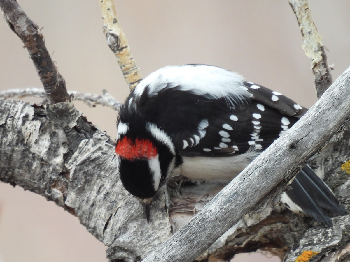 Downy Woodpecker - ML415992821