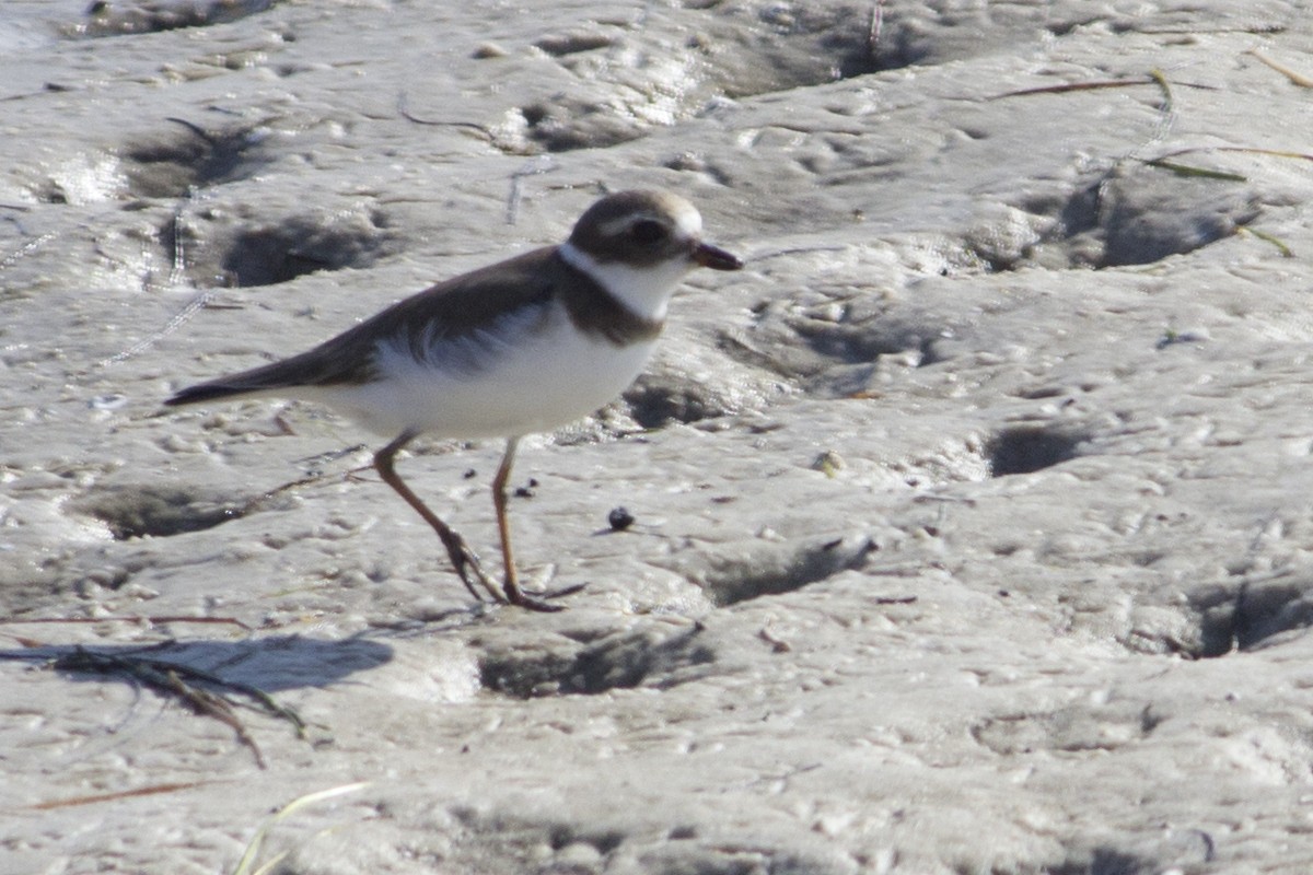 Semipalmated Plover - ML41599561
