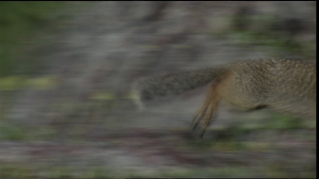 Columbian ground squirrel - ML415996