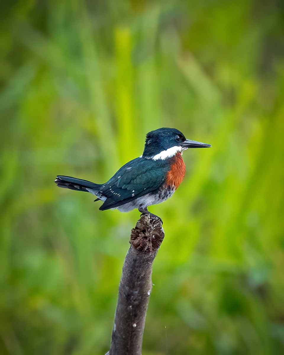 Green Kingfisher - Thyego Ferraz