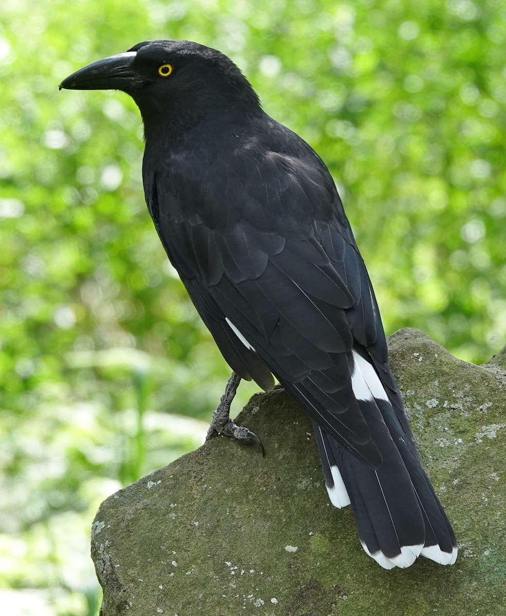 Pied Currawong - ML416010671