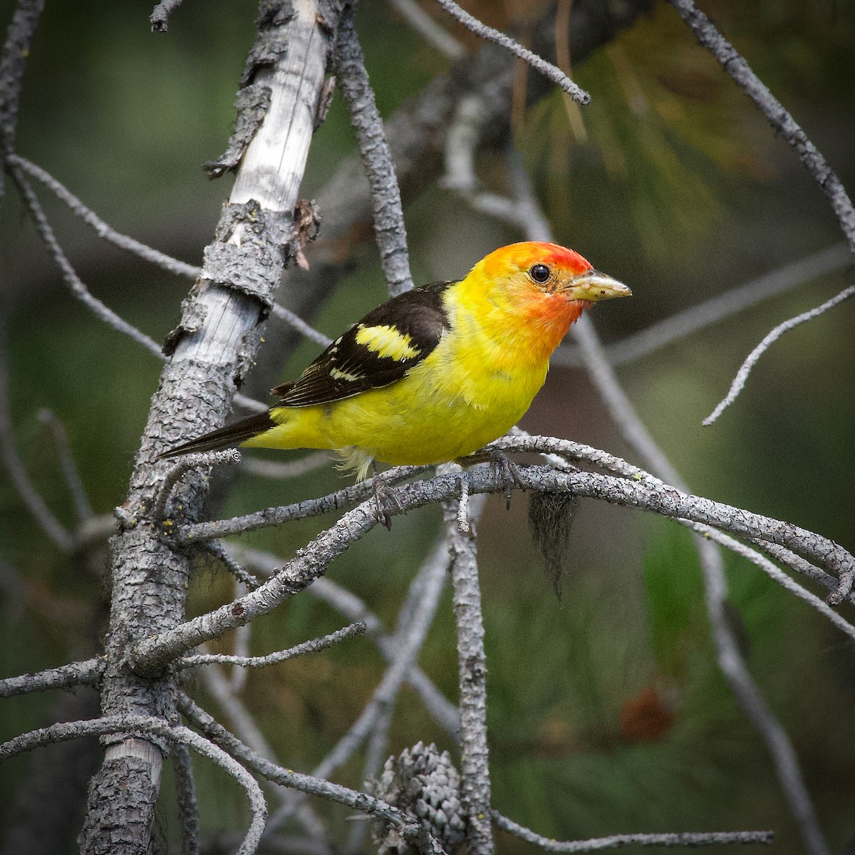 Western Tanager - ML416012011
