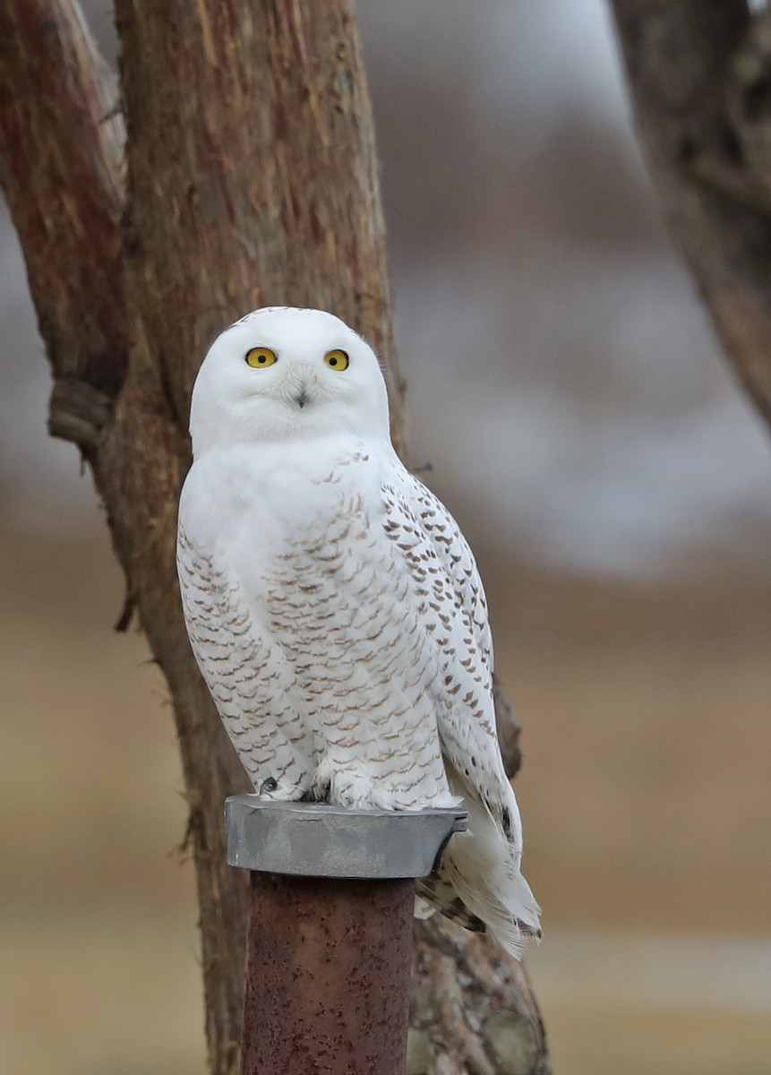 Snowy Owl - Julie Blue