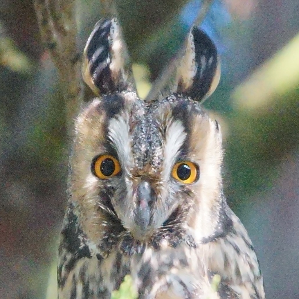 Long-eared Owl - ML41601601