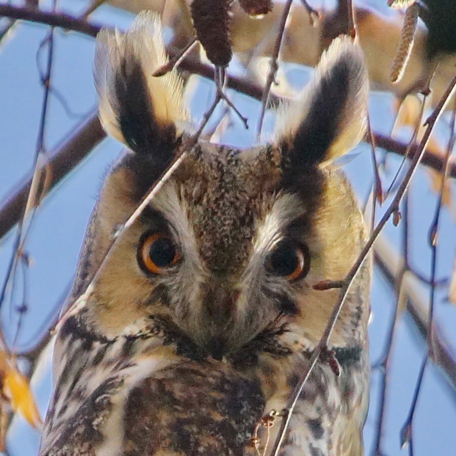 Long-eared Owl - ML41601631
