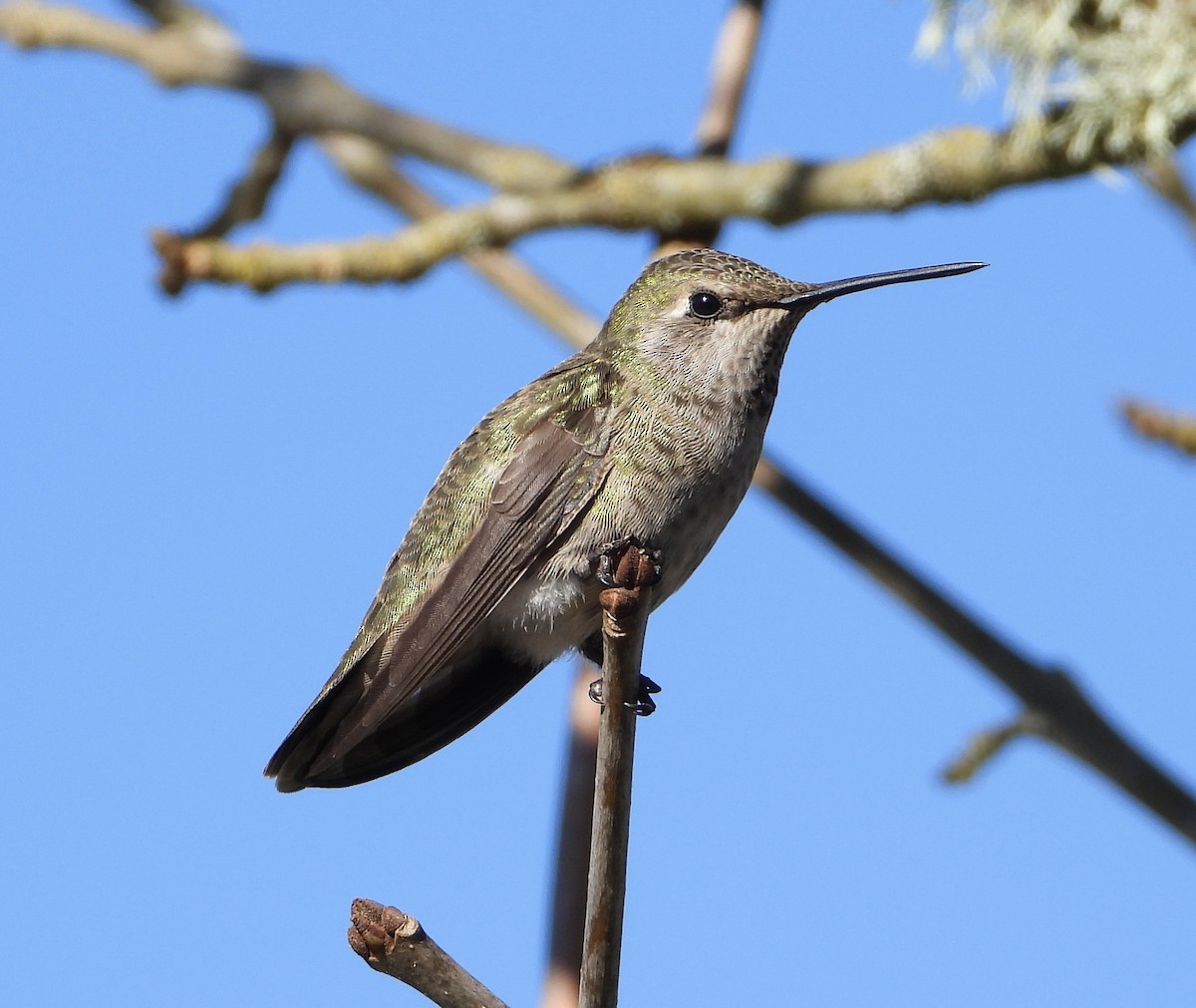 Anna's Hummingbird - ML416017631