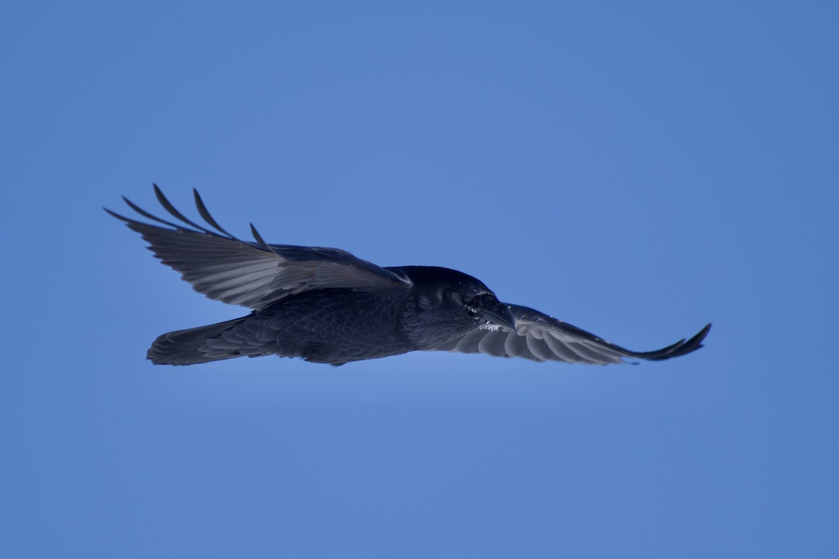 Common Raven - Jugdernamjil Nergui