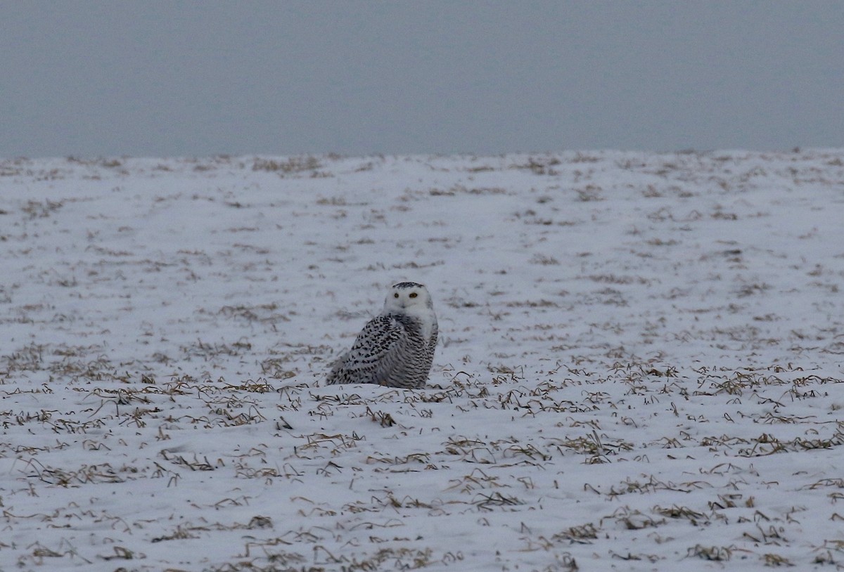 Snowy Owl - ML416024121