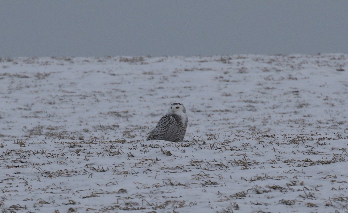 Snowy Owl - ML416024141