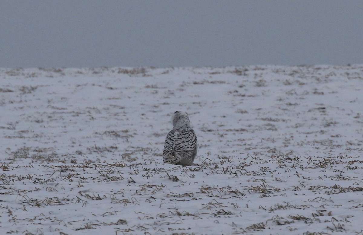 Snowy Owl - ML416024161