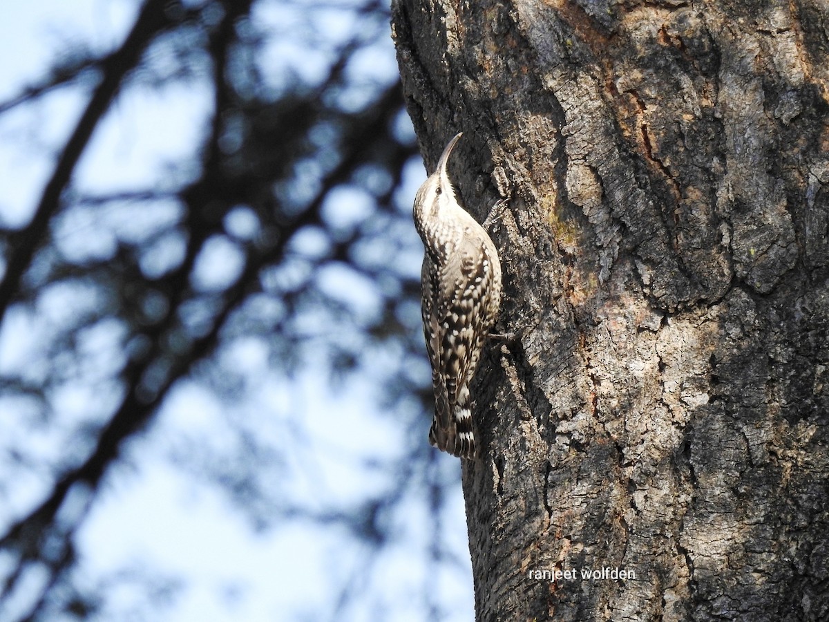 Indian Spotted Creeper - ML416029831