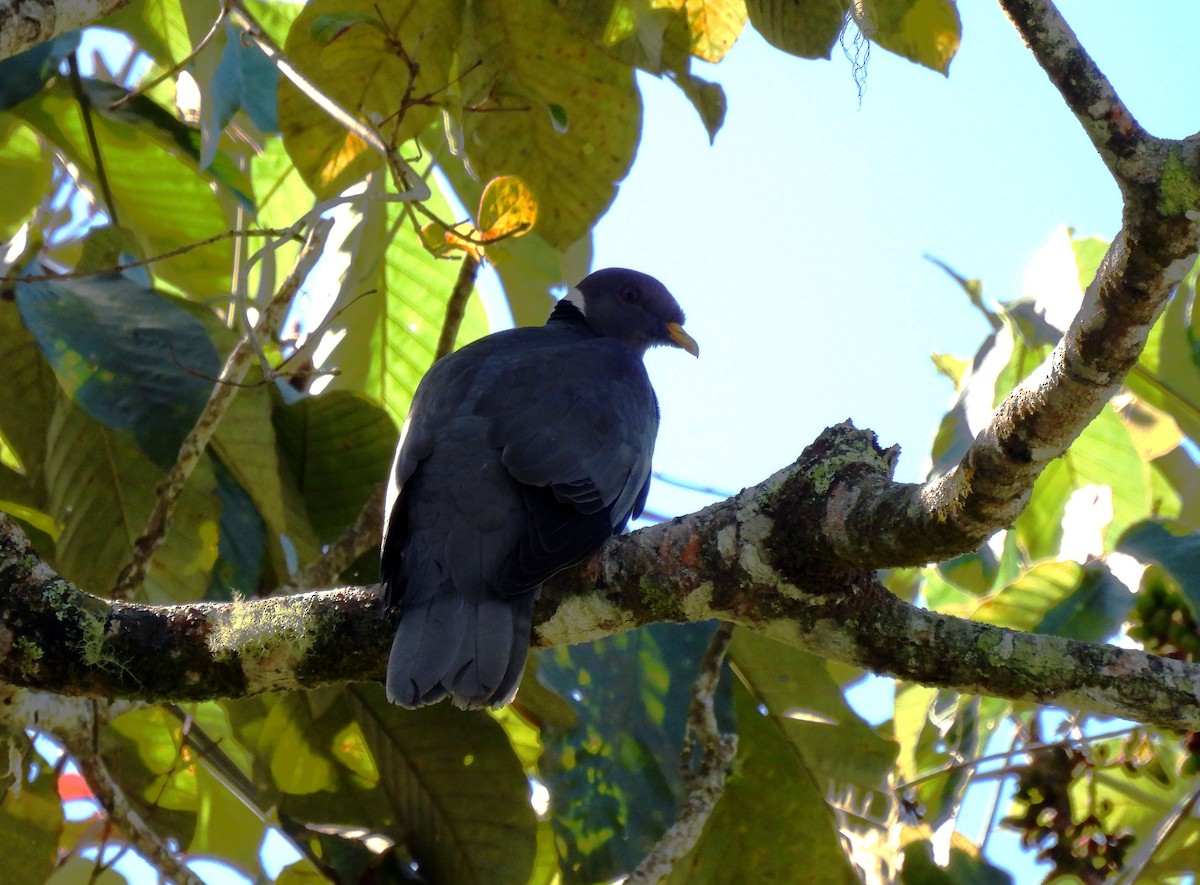 Band-tailed Pigeon - Mercedes Alpizar