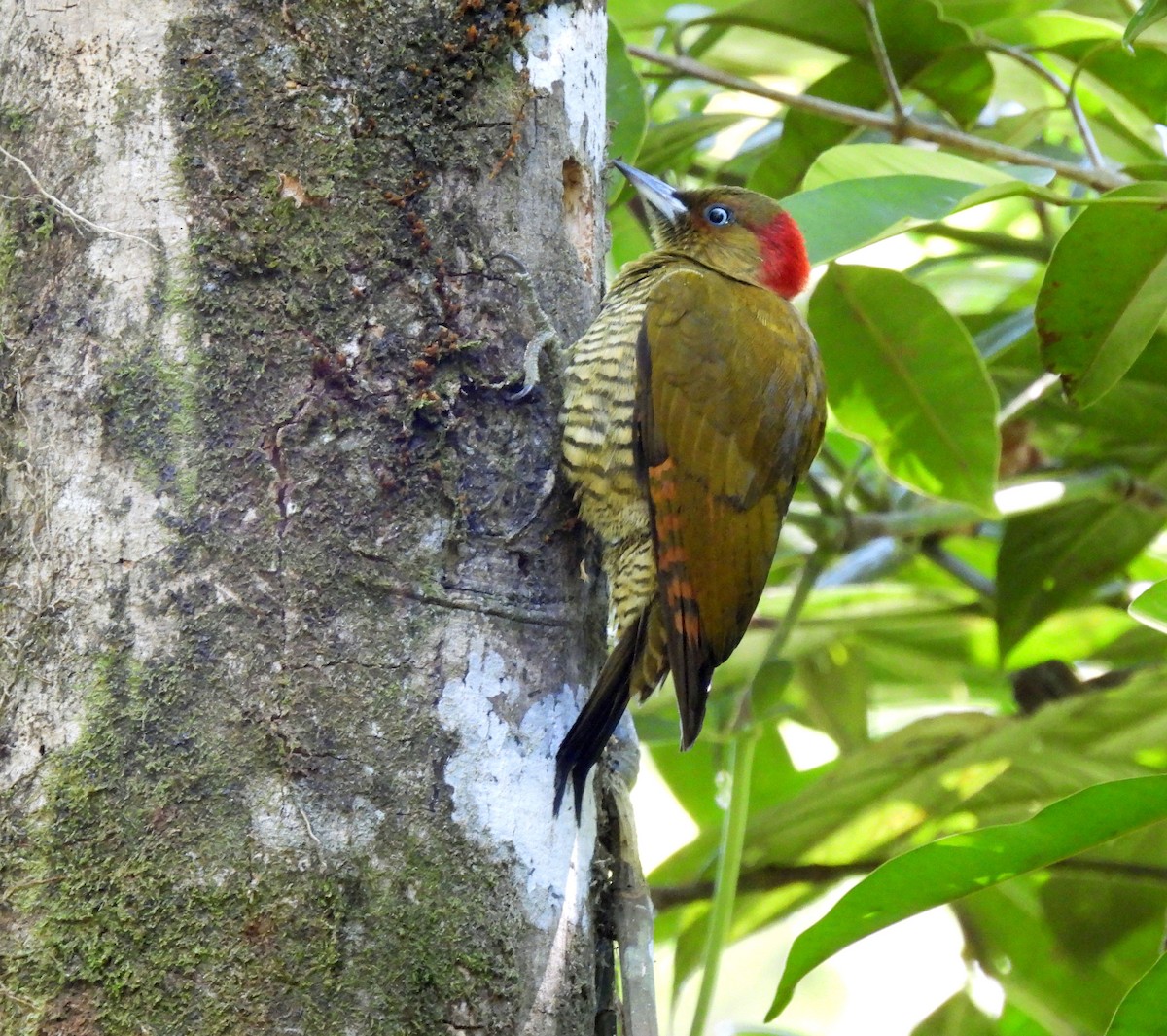 Rufous-winged Woodpecker - ML416035041