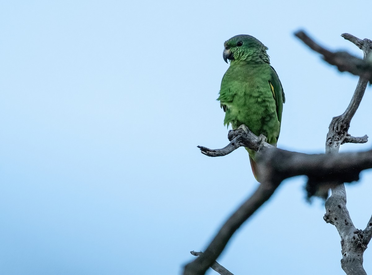 Scaly-naped Parrot - ML416037021