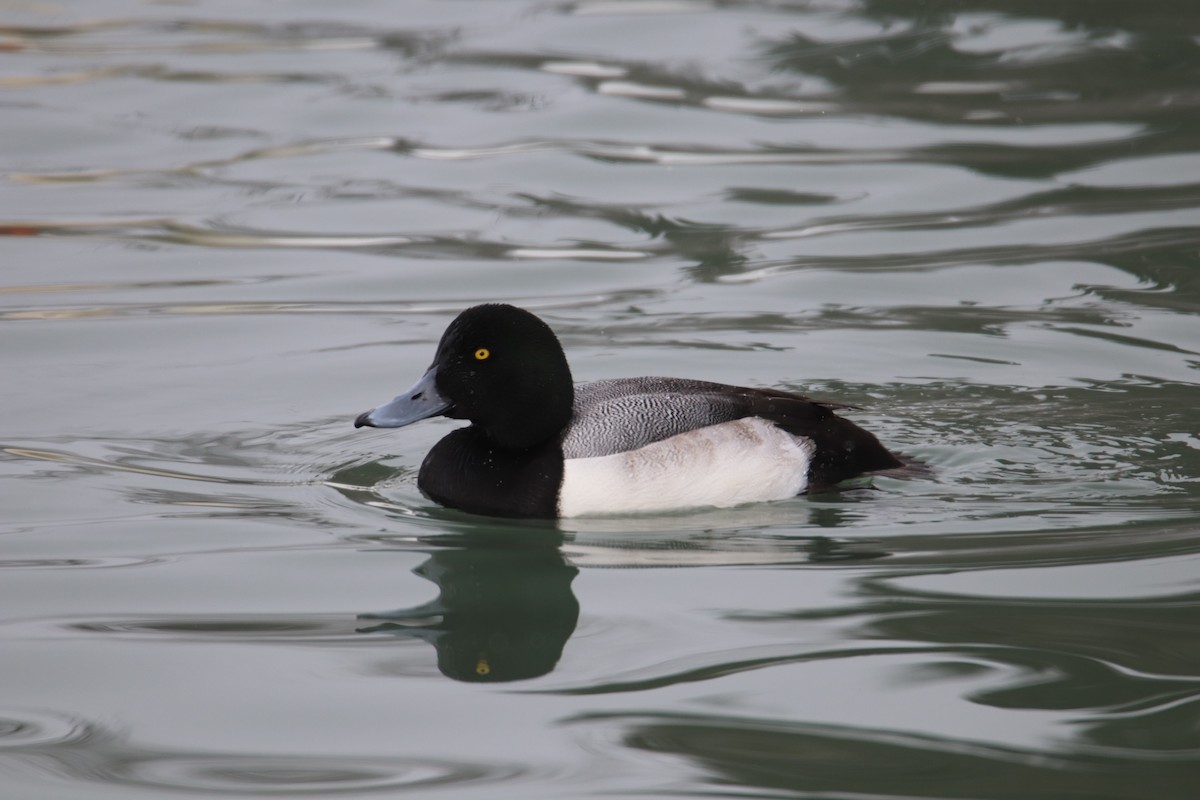 Greater Scaup - ML416040391