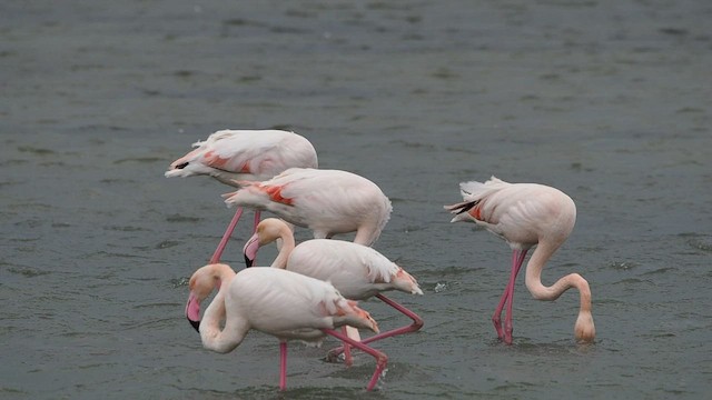 Greater Flamingo - ML416041961