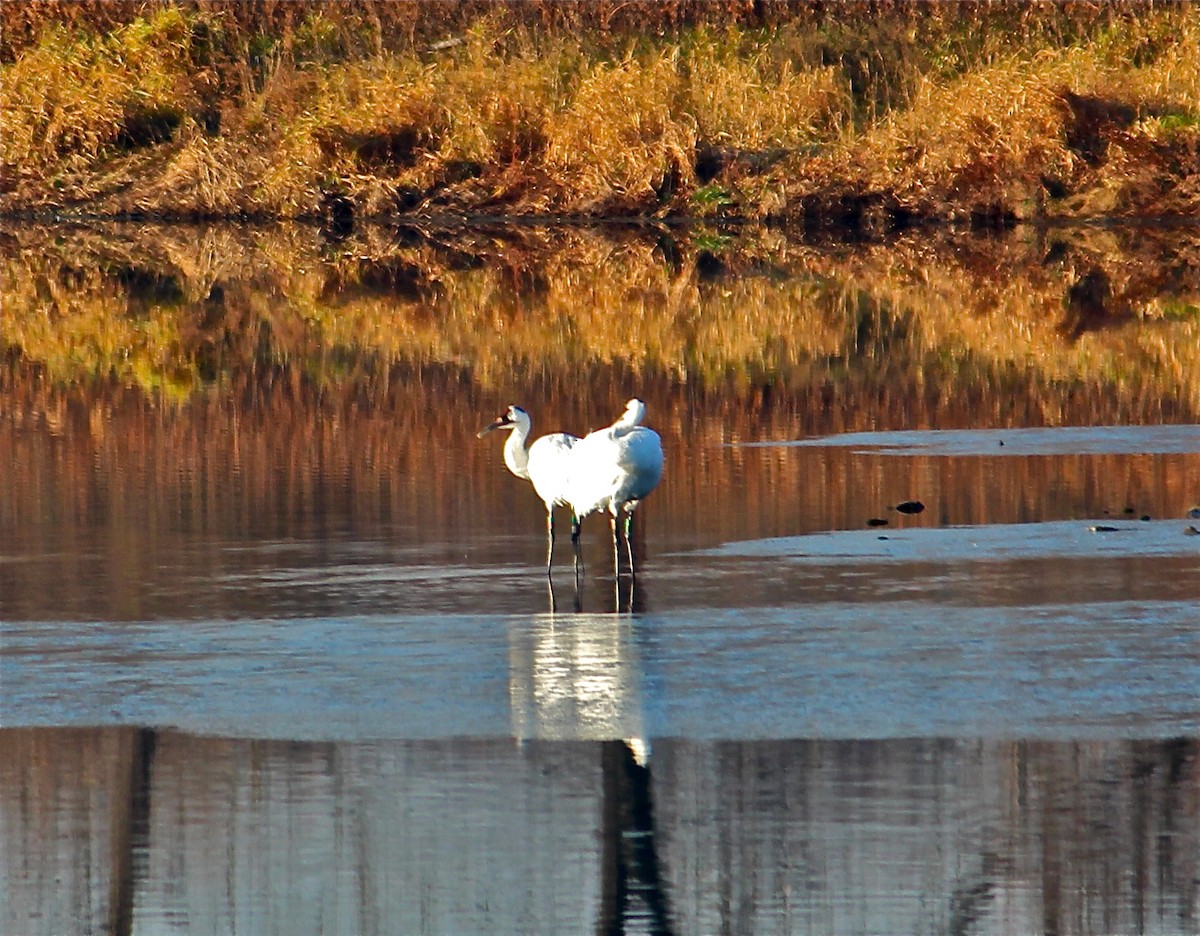 Whooping Crane - J.A. Smith