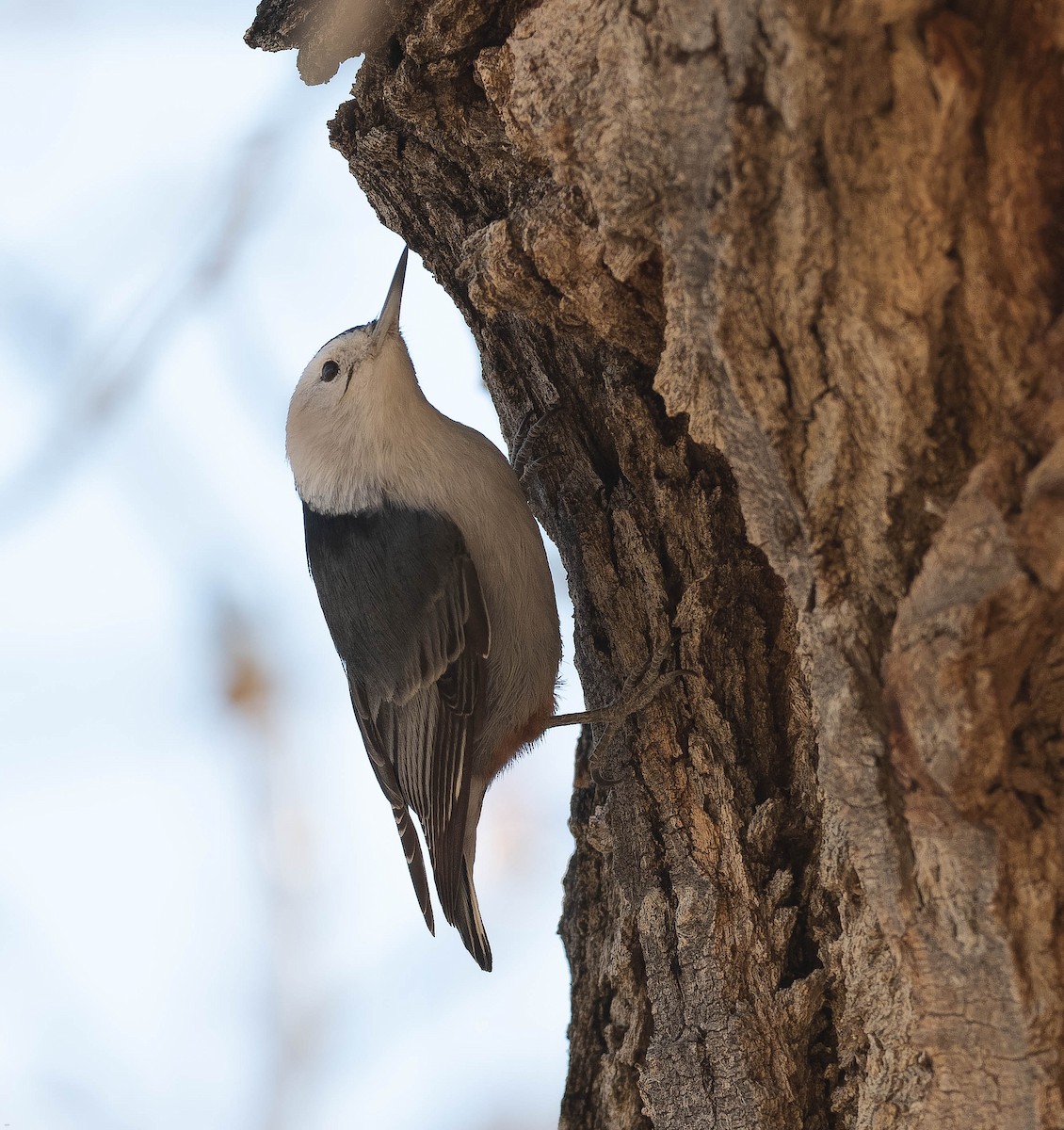 White-breasted Nuthatch - Zane Marshall