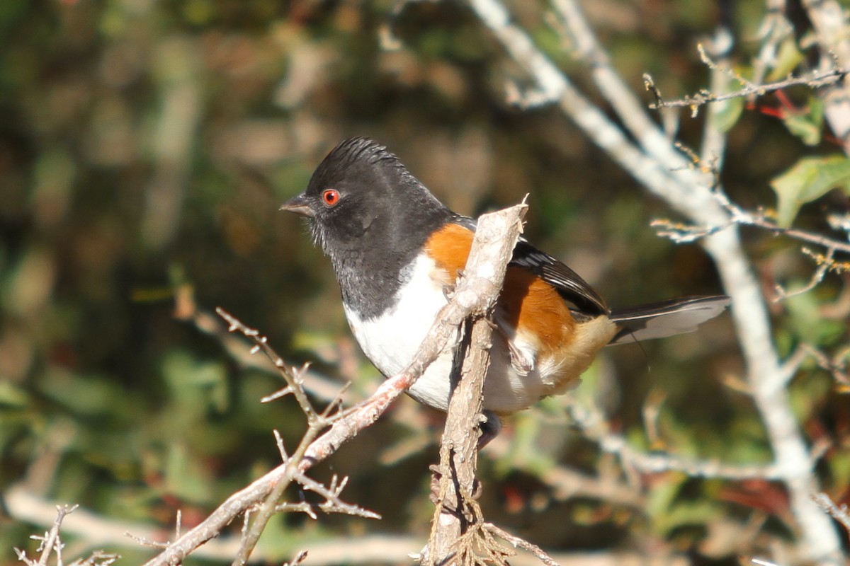 Spotted Towhee - ML416045301
