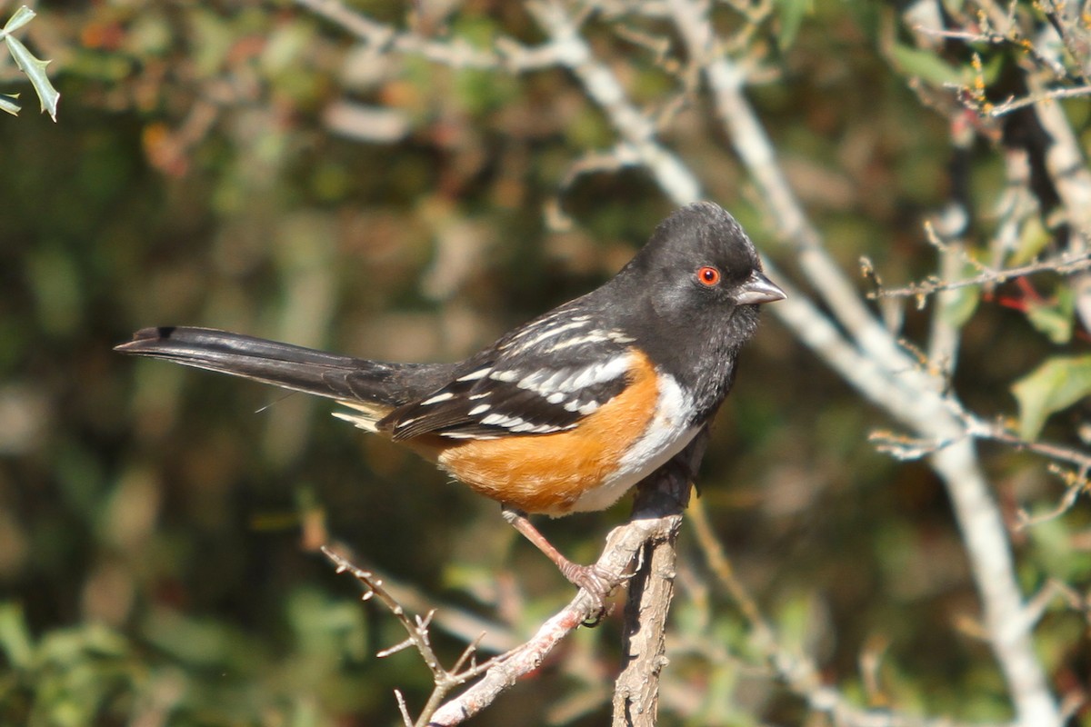 Spotted Towhee - ML416045311