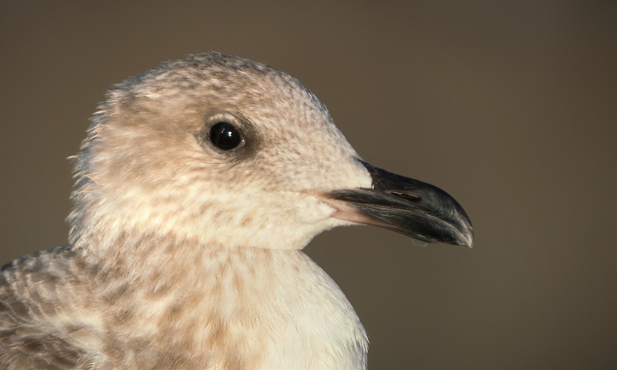 Herring x Glaucous-winged Gull (hybrid) - ML416050451