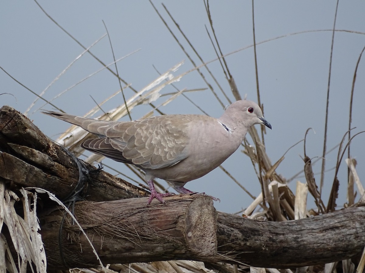 Eurasian Collared-Dove - ML416050571