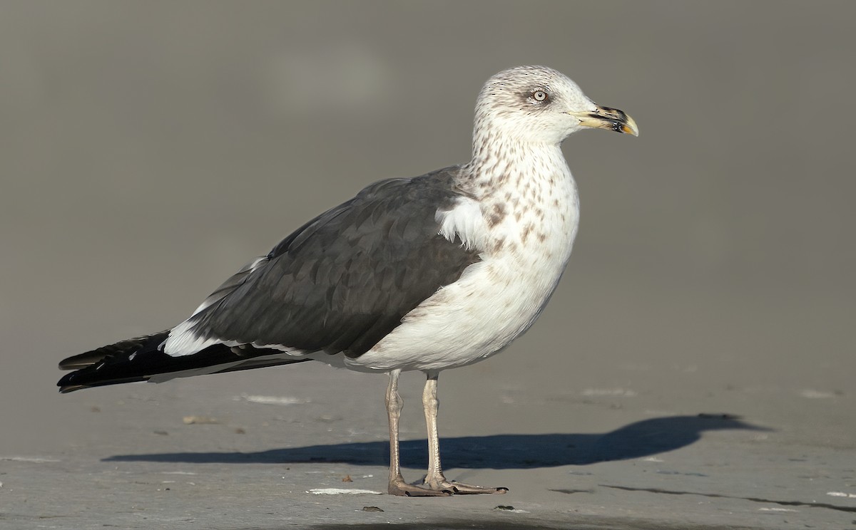 Lesser Black-backed Gull - ML416052491