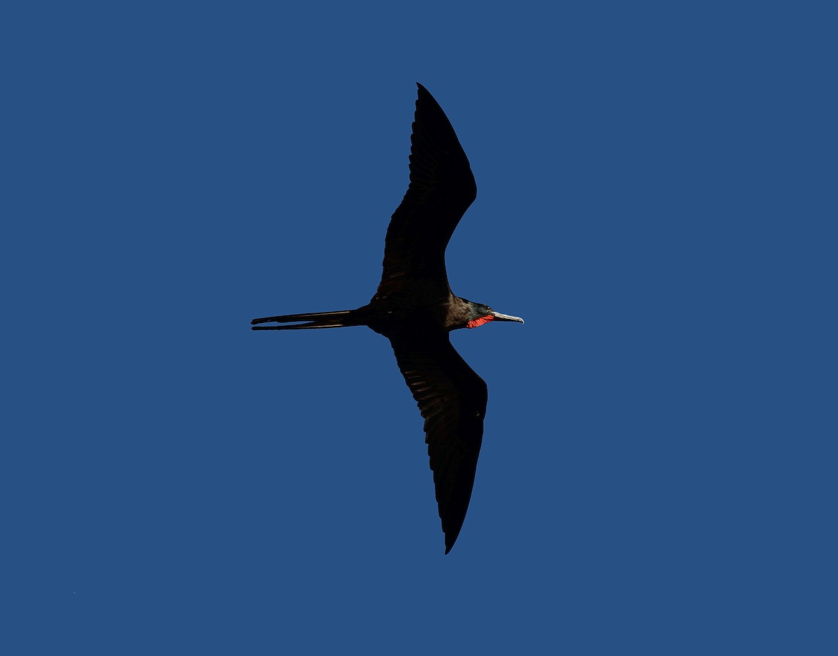 Magnificent Frigatebird - ML416056321