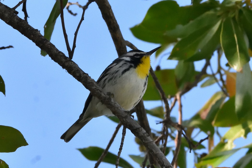 Yellow-throated Warbler - ML416060021