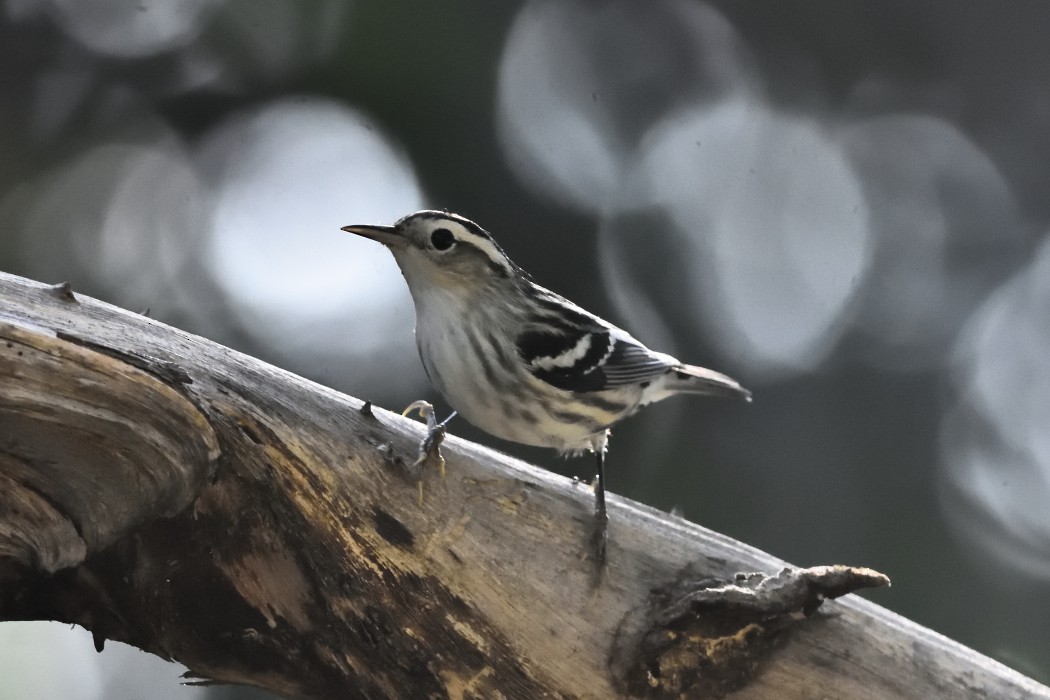 Black-and-white Warbler - ML416061211