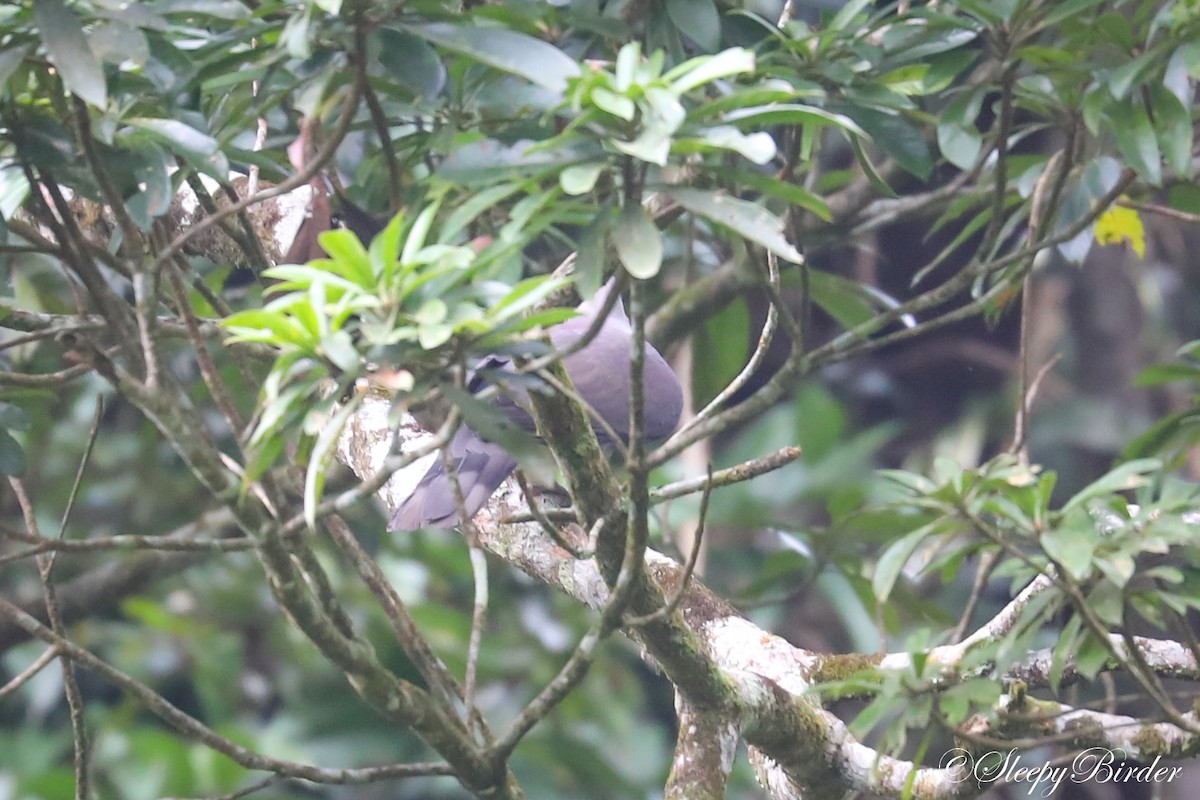 Mountain Imperial-Pigeon - ML416068351
