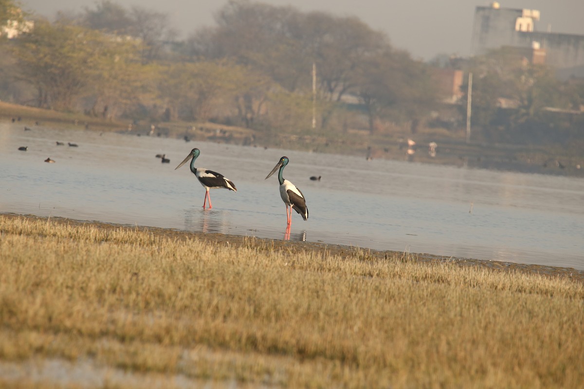 Black-necked Stork - Amudha Hariharan
