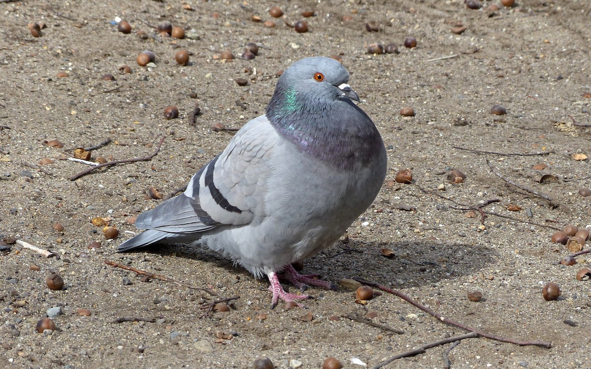 Rock Pigeon (Feral Pigeon) - Jeffrey Thomas