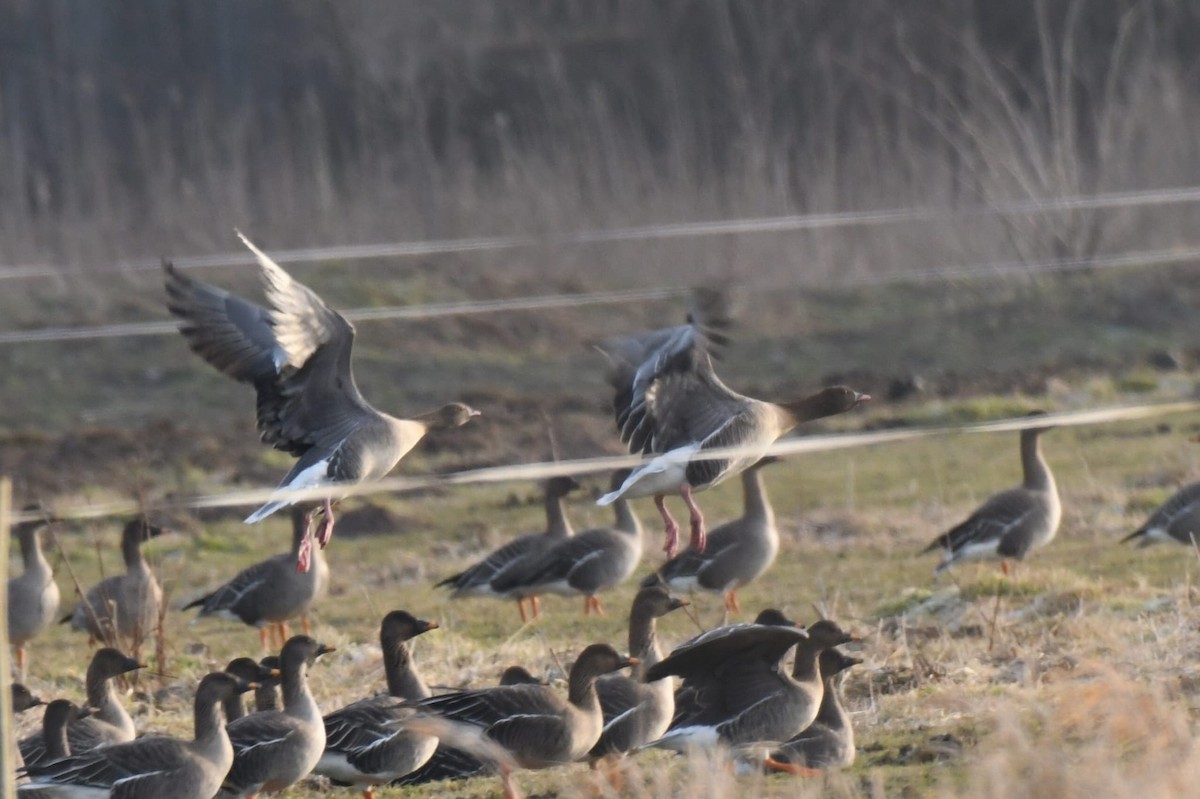 Pink-footed Goose - ML416085581