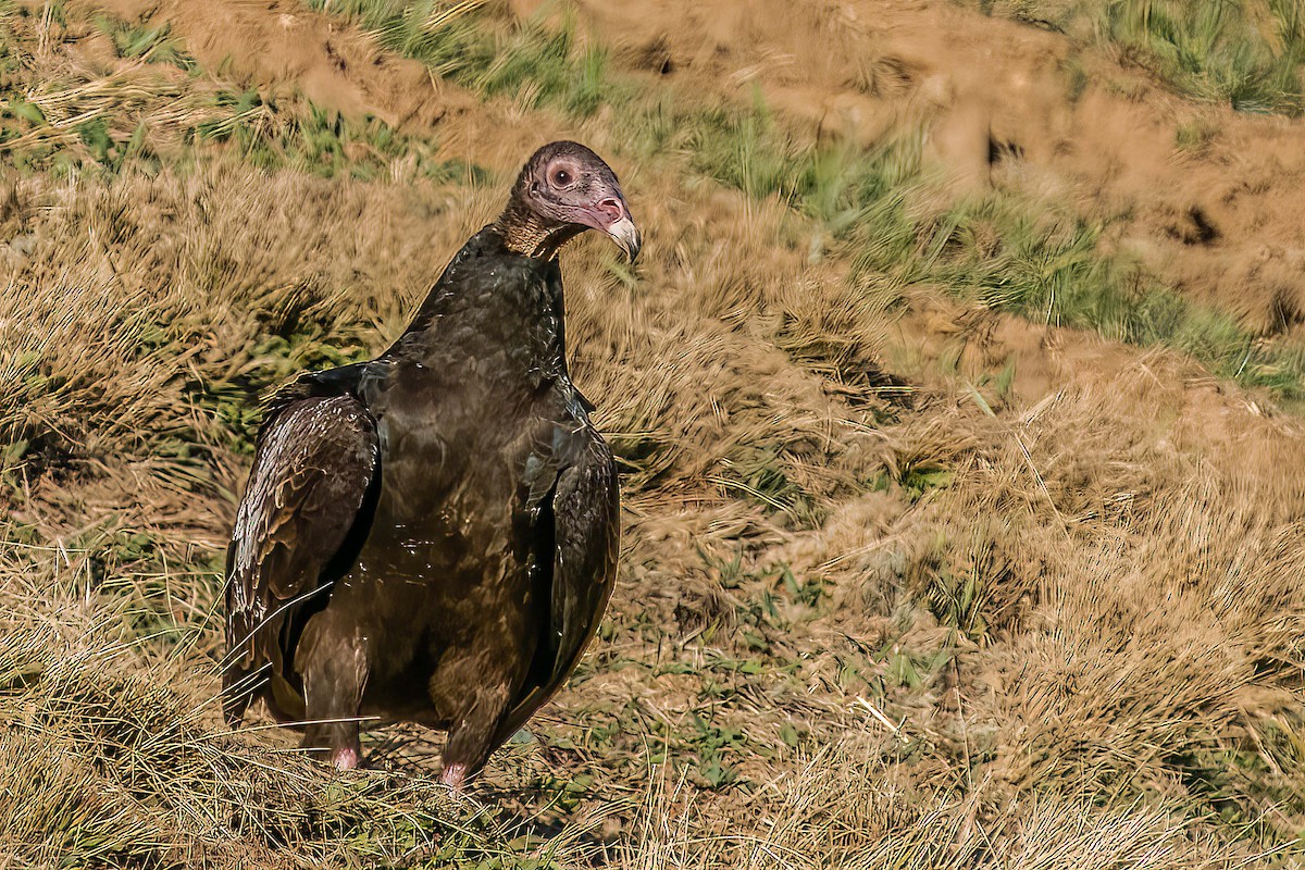 Turkey Vulture - ML416091111