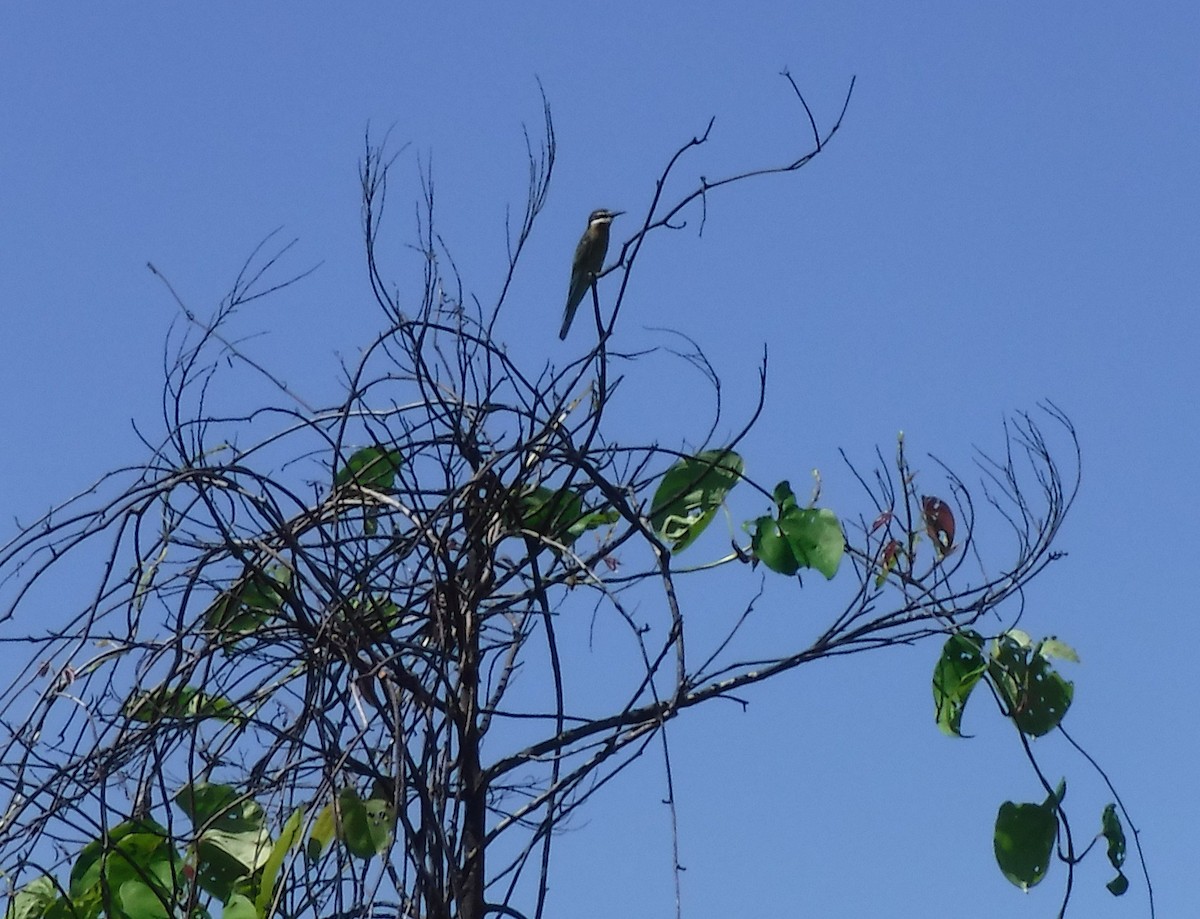 Madagascar Bee-eater - ML416091201