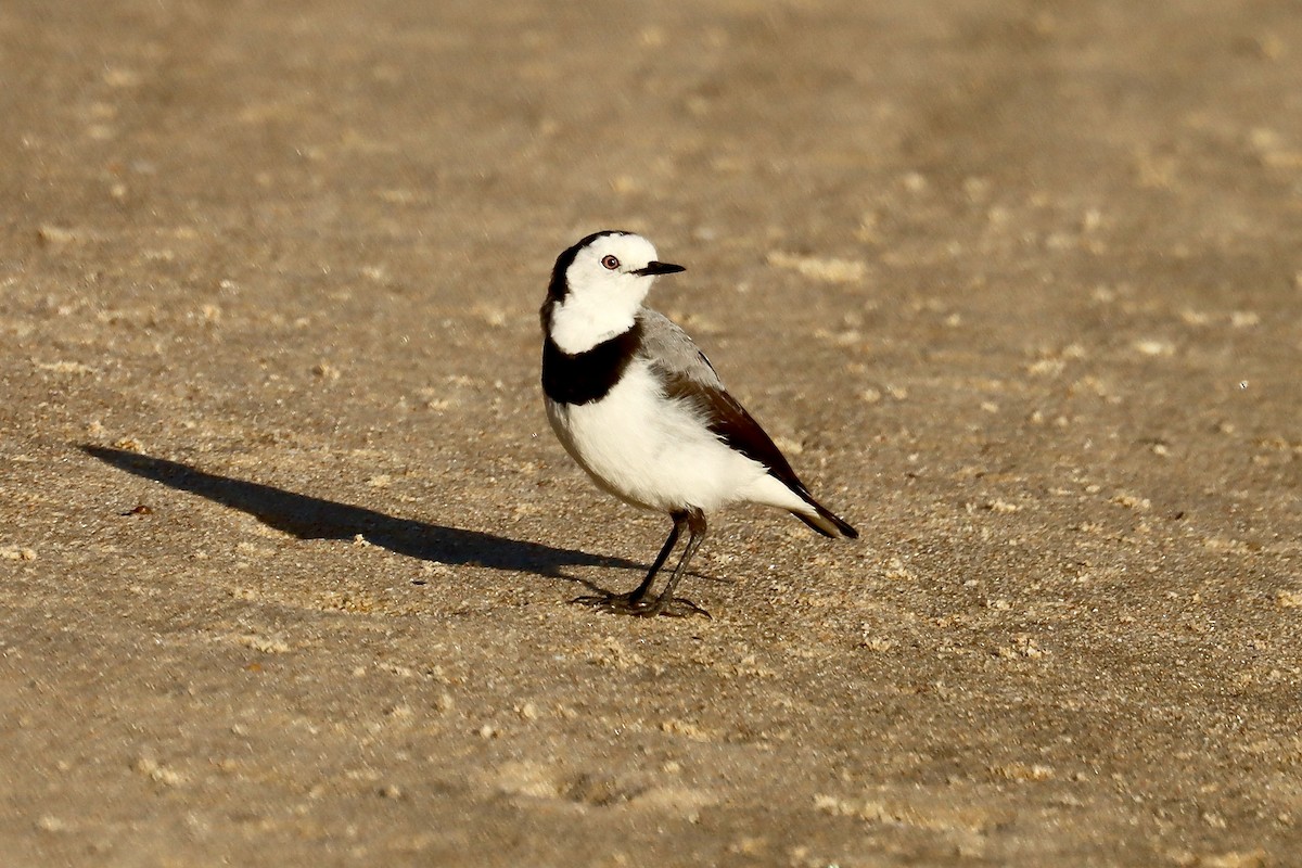 White-fronted Chat - Robert Hamilton