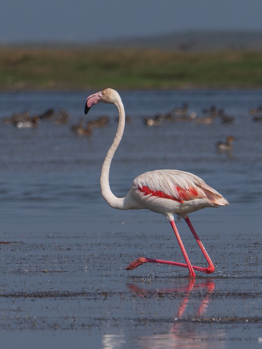 Greater Flamingo - ML416093811