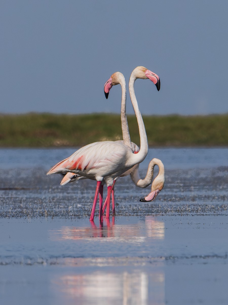 Greater Flamingo - ML416093831
