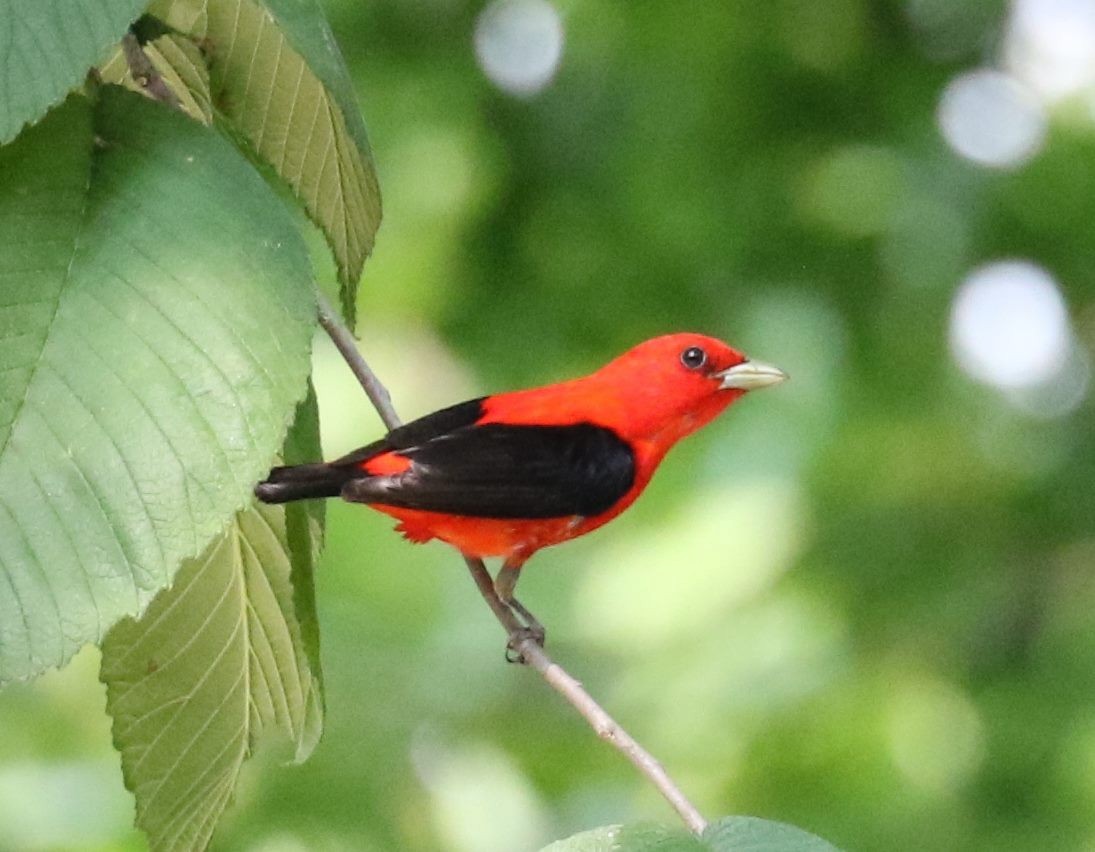 Scarlet Tanager - ML41609841